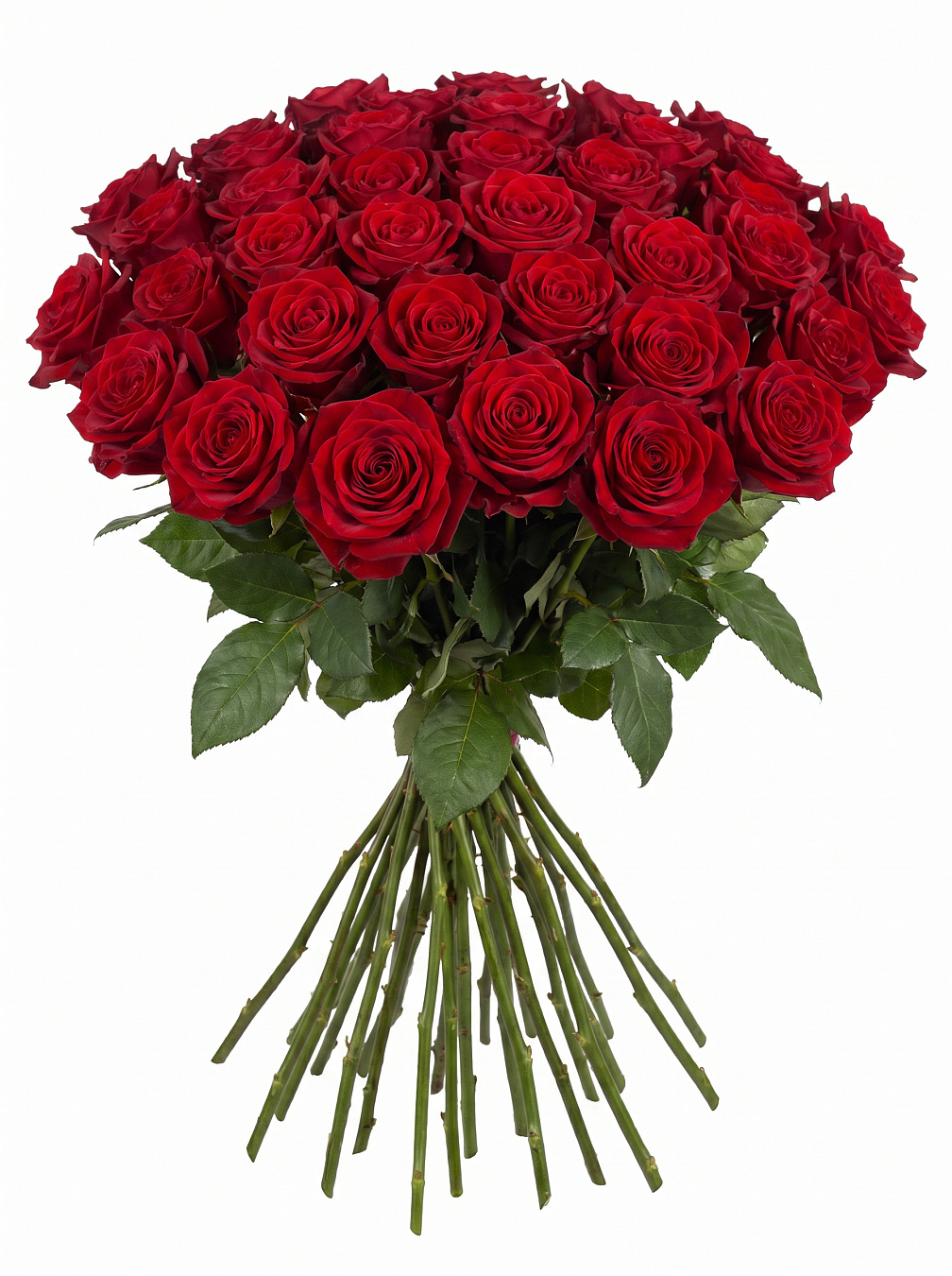 Bouquet of 55 roses